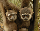 Kalaweit, anges gardiens des gibbons d'Indonésie