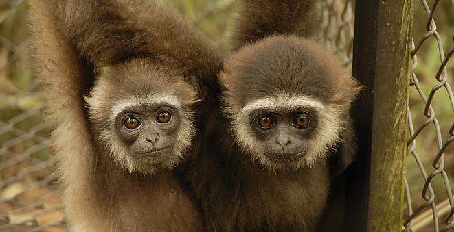 Kalaweit, anges gardiens des gibbons d'Indonésie