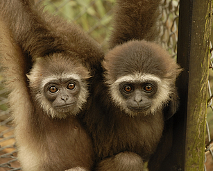 Kalaweit, anges gardiens des gibbons d'Indonésie