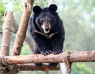 Animals Asia Foundation libère les ours mutilés pour leur bile