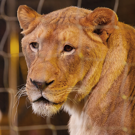 Accélérerons la fin de la captivité des animaux sauvages à des fins commerciales