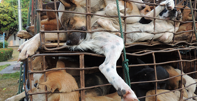 Wildlife Friends Foundation of Thailand recueille la faune sauvage