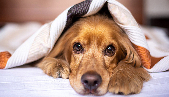 Bien protéger vos animaux du froid