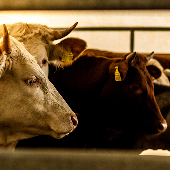 Contre l'abattage sans étourdissement des animaux de ferme