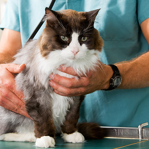 Pour harmoniser les tarifs de stérilisation et d’identification des animaux 