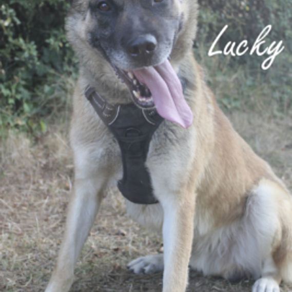 Adopter lucky