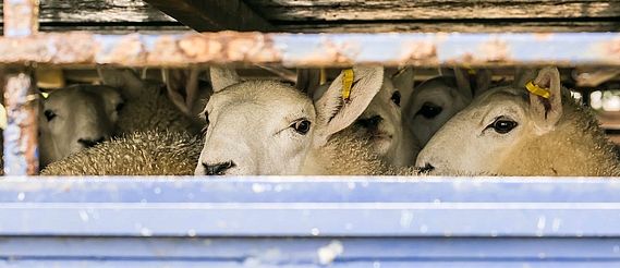 Pour la fin des transports d’animaux vivants hors Union Européenne 