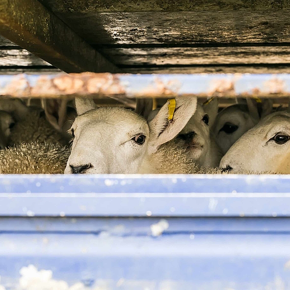 Pour la fin des transports d’animaux vivants hors Union Européenne 