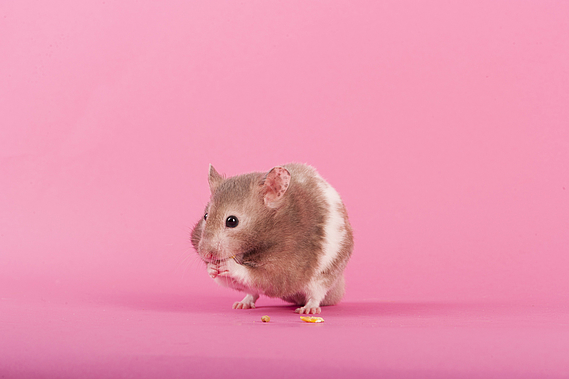 10 idées reçues sur le hamster