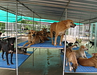 Soi Dog Foundation, contre le trafic de chiens en Thaïlande