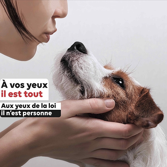 Pour la reconnaissance de la personnalité juridique de l’animal