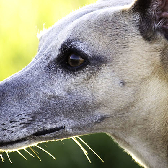 Sauvons les galgos