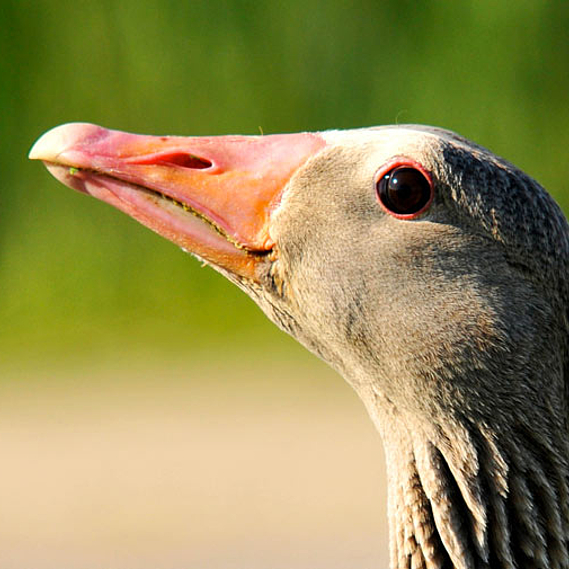 Contre le plumage des oies vivantes