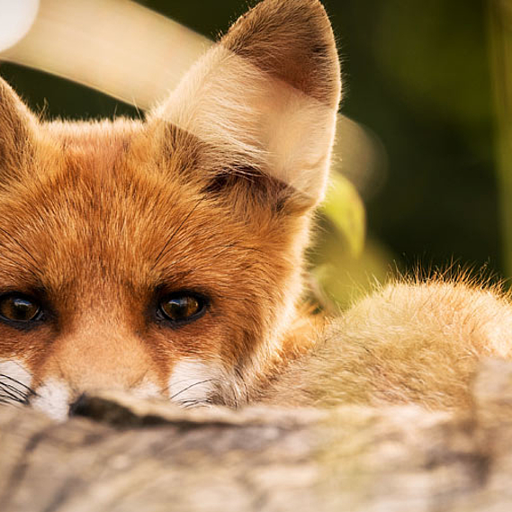 Protégeons les animaux sauvages libres contre les actes de cruauté