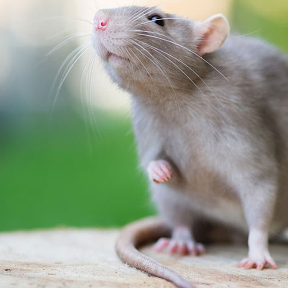 Stop à l'empoisonnement des rats de Paris