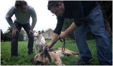 Métiers animaliers - Educateur canin