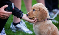 Métiers animaliers - Educateur de chien d'assistance