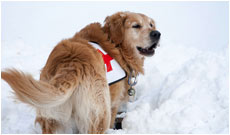 Métiers animaliers - Maître chien d'avalanches